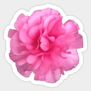 Pink Ranunculus Close-up Pic Sticker